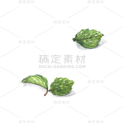 薄荷。