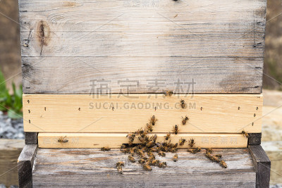 装满花粉筐的蜜蜂