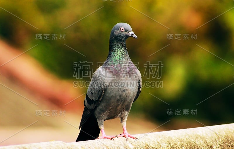 一只鸽子坐在屋顶上，在一个冬季，有一个模糊的绿色背景