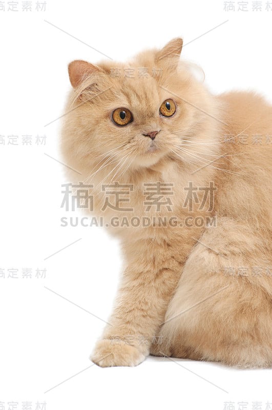 波斯猫孤立在白色背景