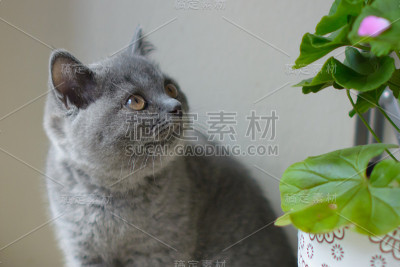 黑色背景上的小猫。