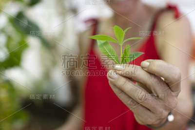 手握柠檬马鞭草