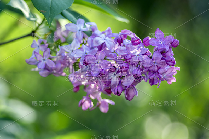 丁香属橄榄科紫丁香属开花植物，落叶灌木，开一群淡紫色的花