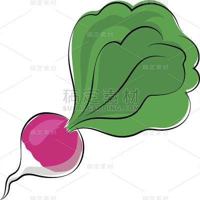 芜菁素描彩色矢量图标
