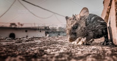 鼠标