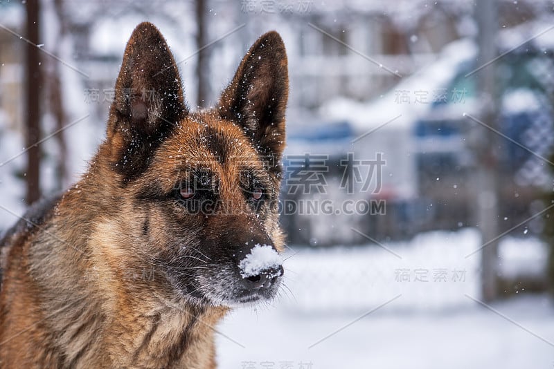 雪中的德国牧羊犬。