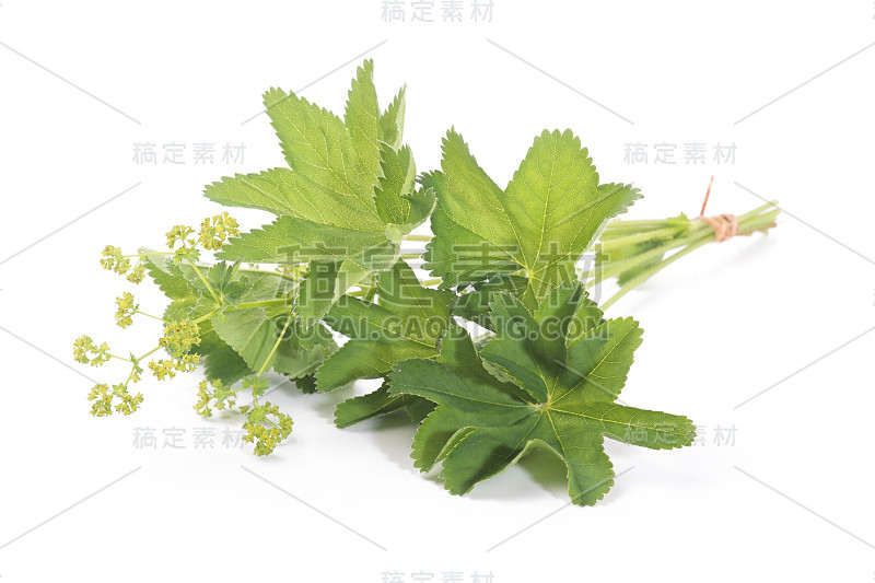 夫人的斗篷叶孤立在白色的背景。花草茶。(Alchemilla mollis)