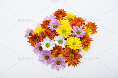 近距离的彩色菊花