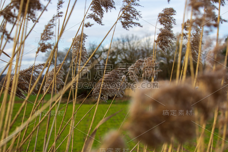 芦苇花开在春风里，模糊了背景