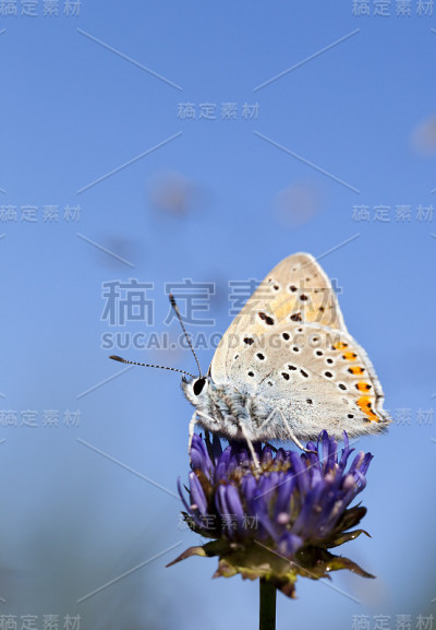 蝴蝶对天