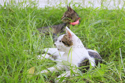 外面的小猫。