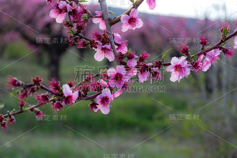 近距离的粉红色的花模糊的背景