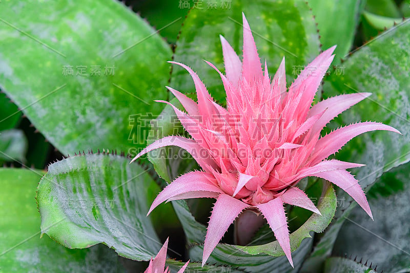 凤梨属植物在俯视图上具有绿色的叶子