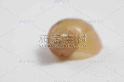 淡水蜗牛壳的特写镜头