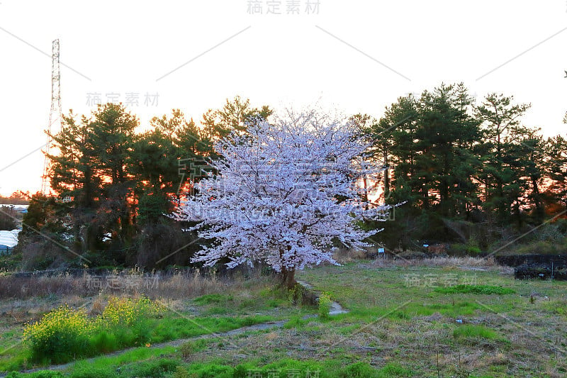 樱花、牧场、田野、樱花树、李子、油菜花、村庄、