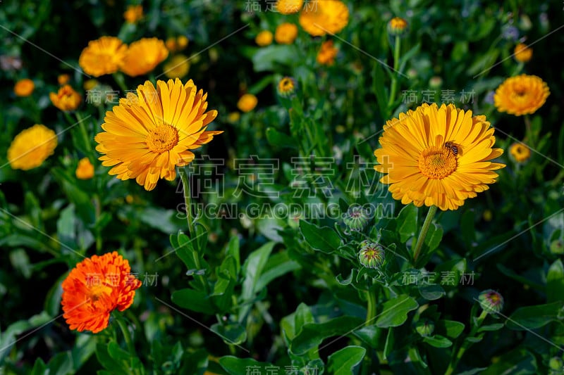 田野里盛开着橙黄色的菊花。花与绿叶在花园里，大自然的背景