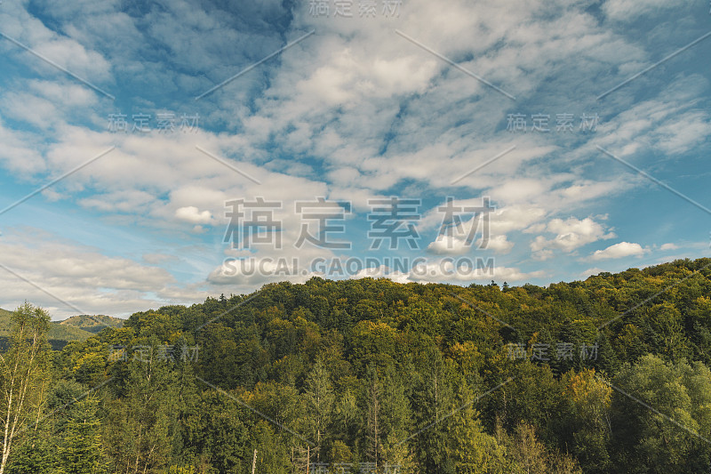 松树林树木，自然景观，壁纸背景，风景，航拍与蓝天白云的空间，为您复制或文字这里