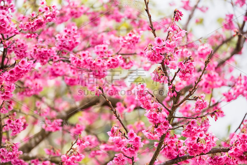 美丽的粉红色樱花。鲜艳的颜色樱花或粉红色樱花柔焦点。泰国。