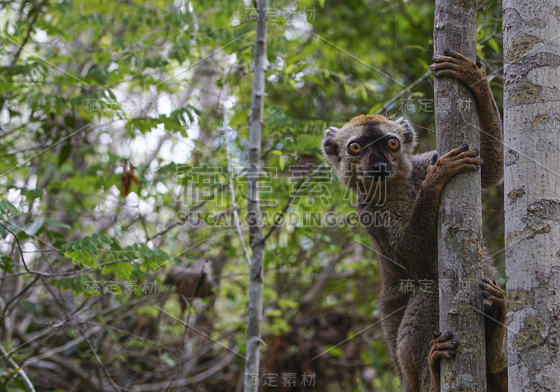 印度洋非洲马达加斯加岛的野生棕色狐猴