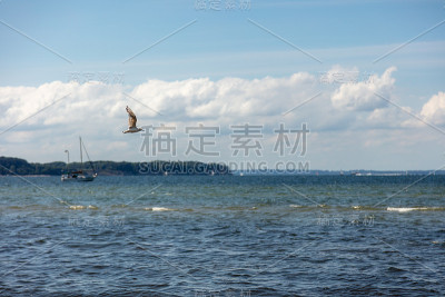 一只海鸥在海边附近飞翔