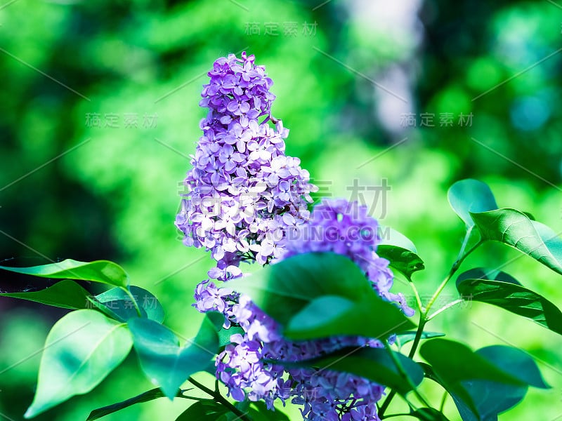 美丽的丁香花丛。淡紫的花，带有模糊的绿叶。春天开花。