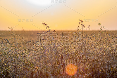 一片燕麦在夏日太阳金色的夕阳照耀下。夕阳的耀斑。