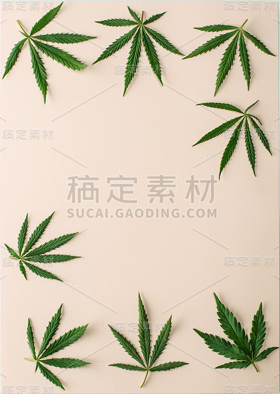 大的新鲜的绿色有机大麻大麻叶子孤立在裸肤色背景与复制空间为您的文本