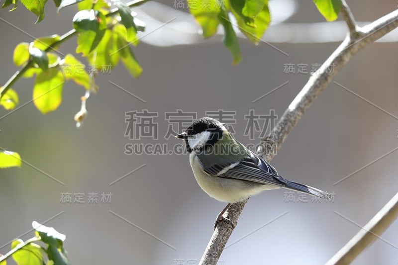 树枝上的日本山雀