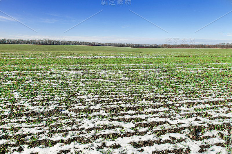 雪下大田冬小麦