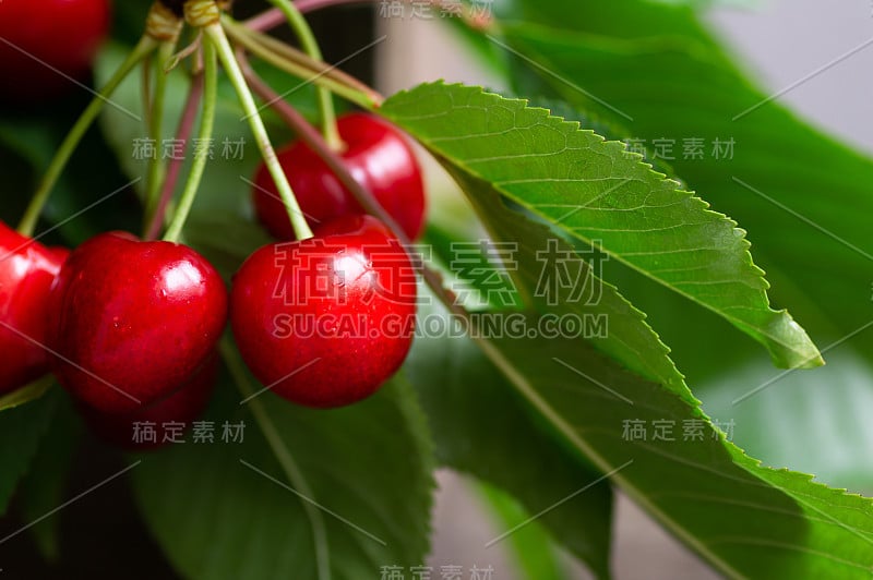 贴近新鲜成熟的红樱桃枝，夏日水果概念