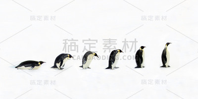 企鹅进化
