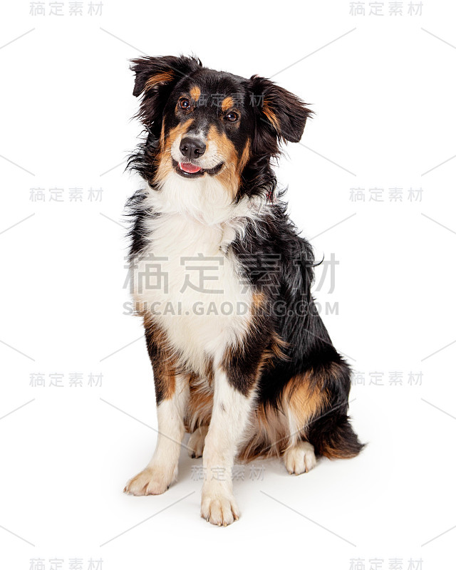 非常快乐的微笑设得兰牧羊犬