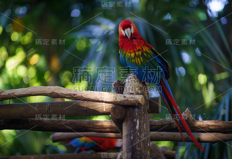 红鹦鹉坐在树枝上，看着以树叶和植物为背景的相机