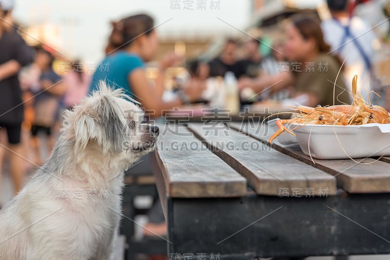 狗狗如此可爱，与西施、博美犬和贵宾犬杂交，坐在户外餐厅的木桌上等着吃虾炸虾调味盐饲料的人是宠物主人