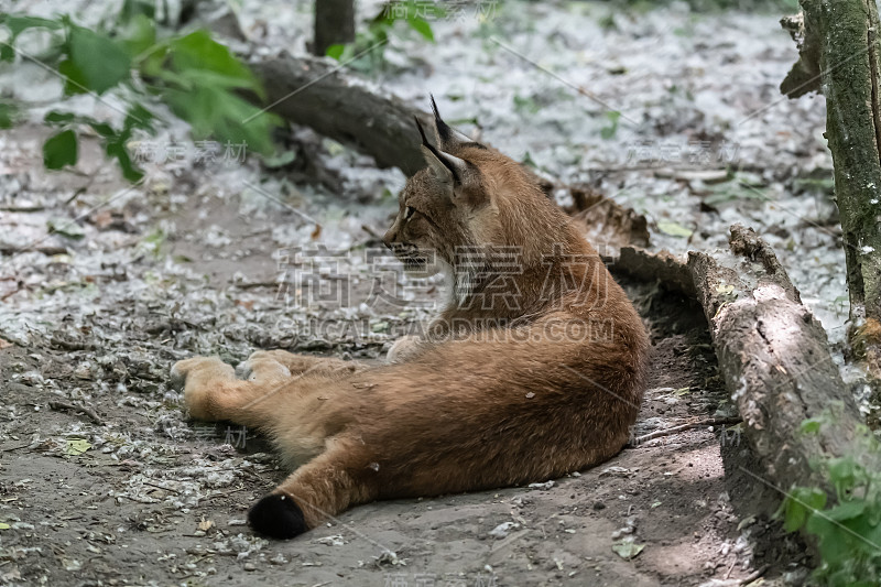 特写欧亚山猫(lynx lynx)在其自然栖息地