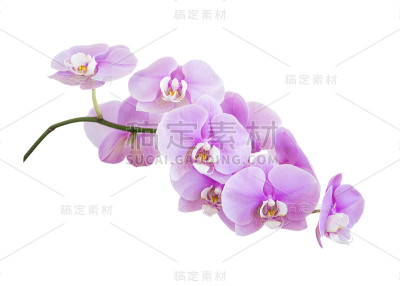 粉红色蝴蝶兰花