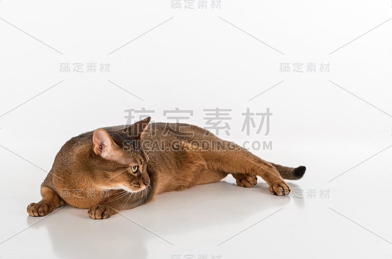 一只阿比西尼亚猫躺在白色的桌子上。白色背景