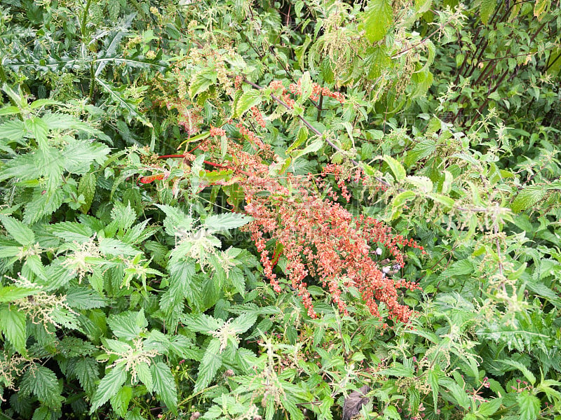 随机郁郁葱葱的树叶背景在英国夏季草地外面