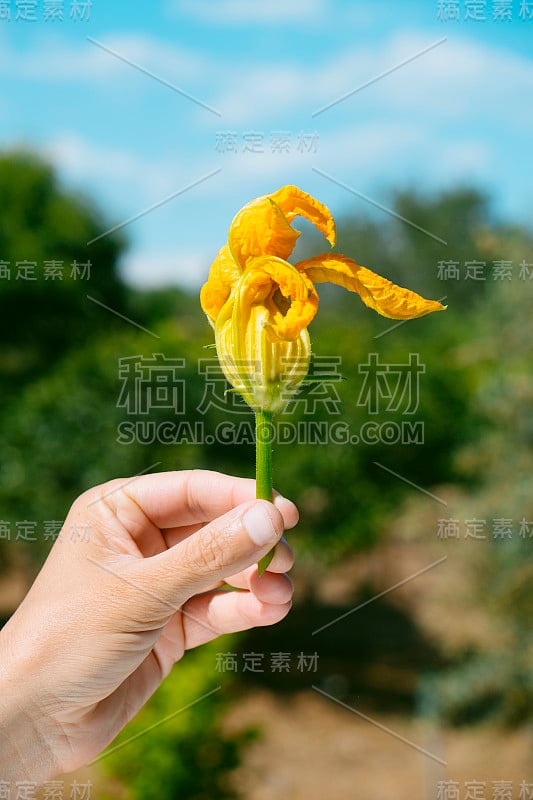 一个男人在种植园里捧着西葫芦花