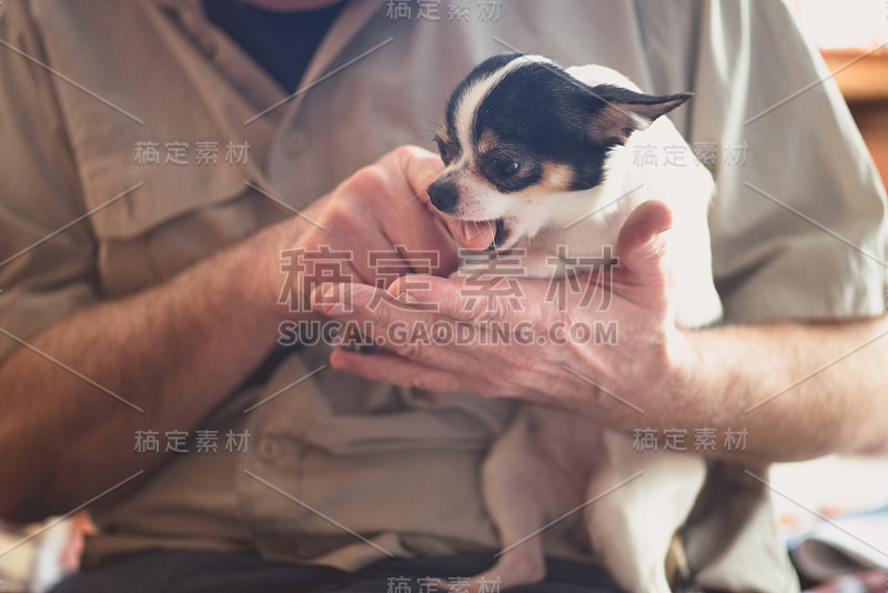 老人在和小吉娃娃玩。手的特写镜头拍摄