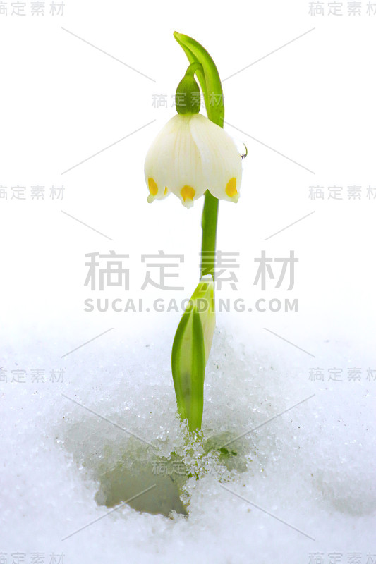 雪花中一片雪花