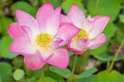 莲花