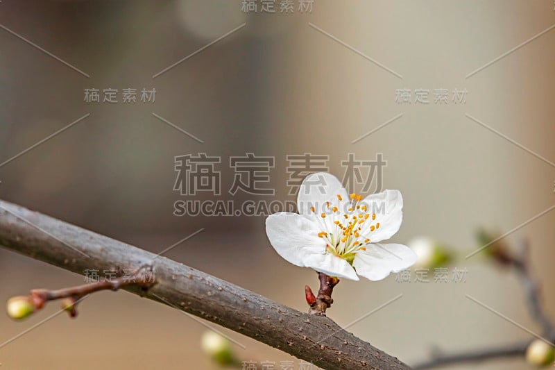 春天来了。近距离观察自然中的樱花和梅花。