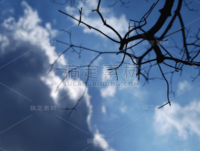 枫叶树枝和冬天的天空