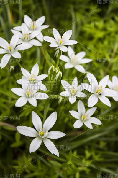 鸟雀花特写(伯利恒之星)