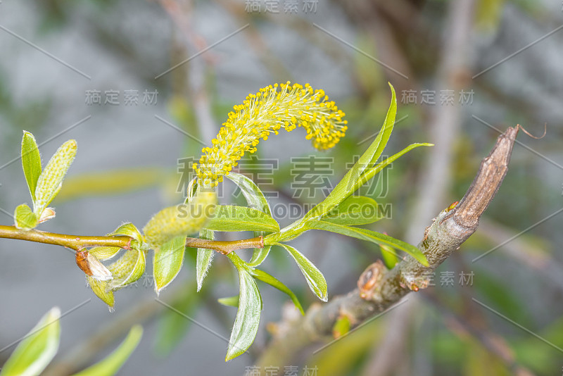 德国，春天树木发芽的芽