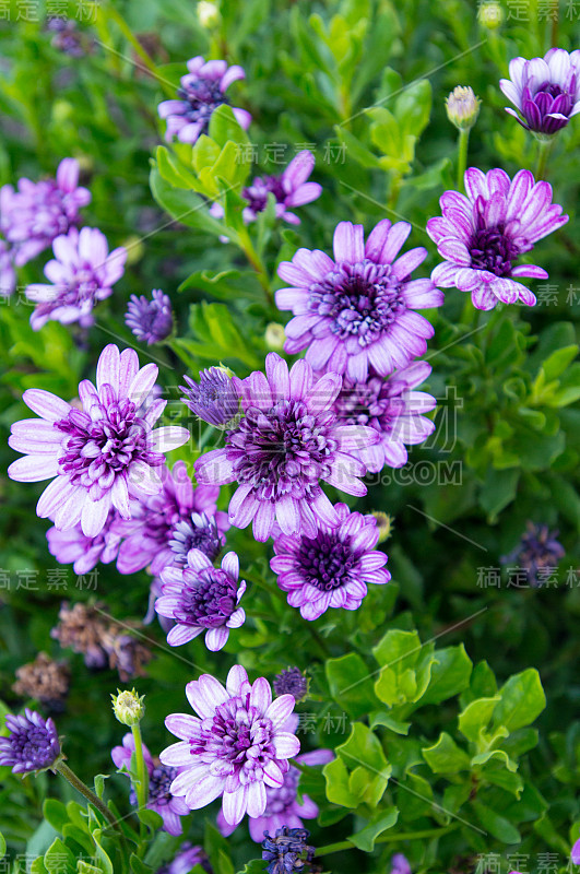 花——夏天的花——印第安纳州霍华德县