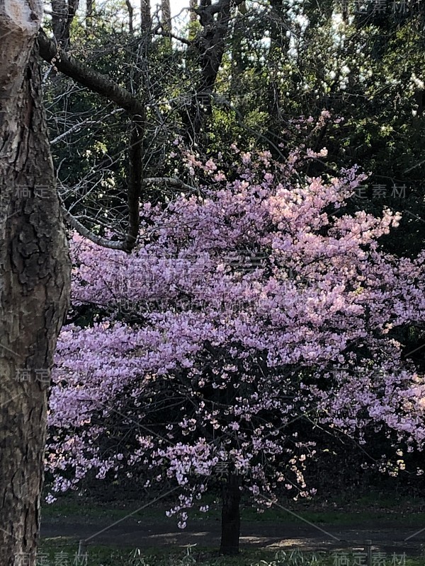 春天来到了公园