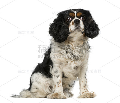 骑士国王查尔斯猎犬(5岁)