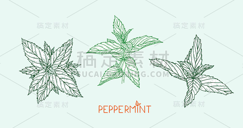 薄荷叶子。手绘新鲜薄荷叶套。药用植物或辛辣的草药矢量插图